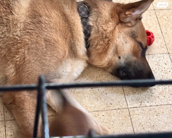 תמונת מודעה - חיות מחמד