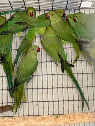 תמונת מודעה - חיות מחמד