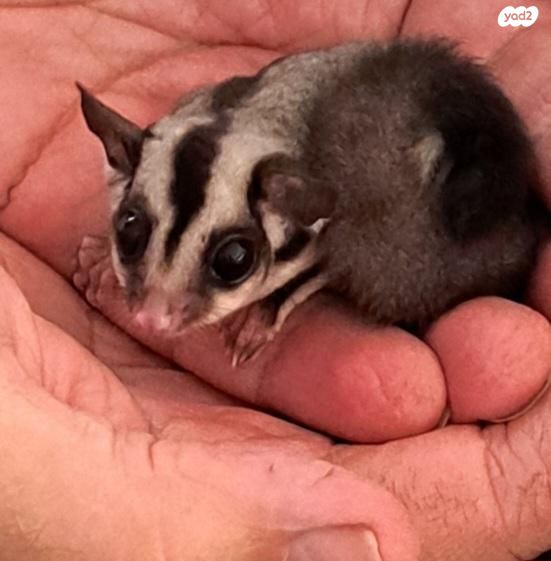 תמונת מודעה - חיות מחמד