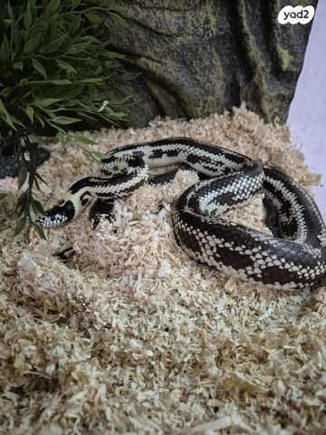 תמונת מודעה - חיות מחמד