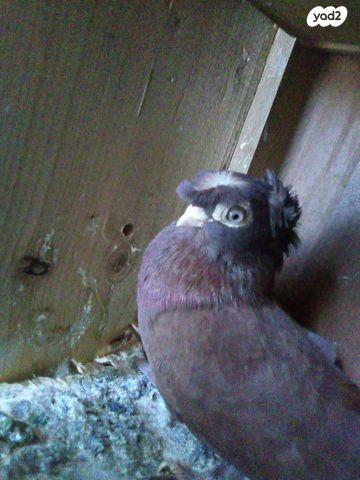 תמונת מודעה - חיות מחמד