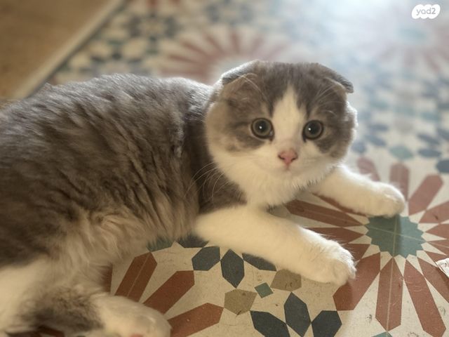 תמונת מודעה - חיות מחמד