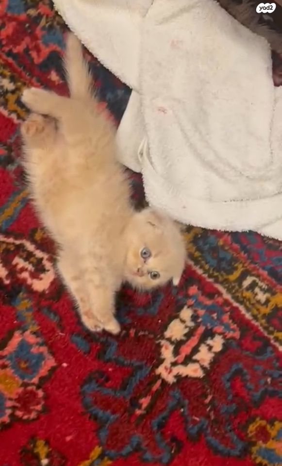 תמונת מודעה - חיות מחמד