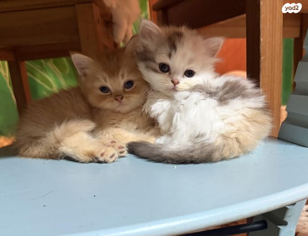 תמונת מודעה - חיות מחמד