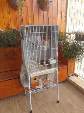 תמונת מודעה - חיות מחמד