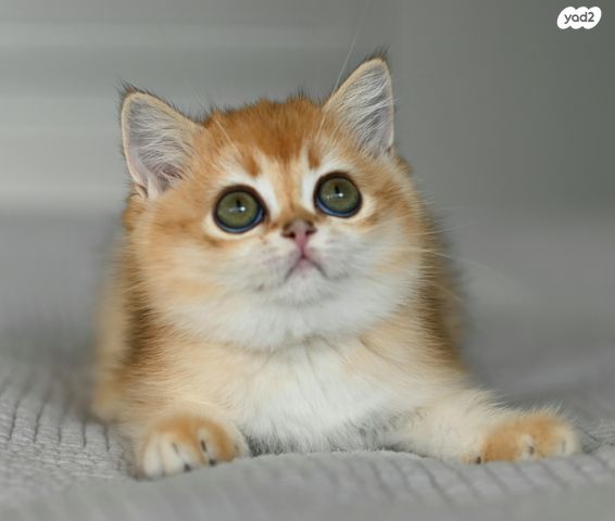 תמונת מודעה - חיות מחמד