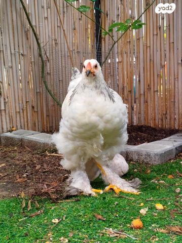 תמונת מודעה - חיות מחמד