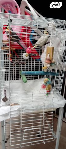 תמונת מודעה - חיות מחמד