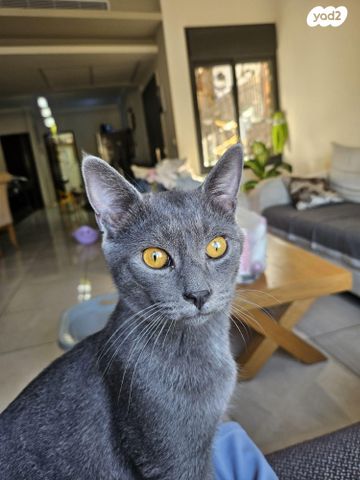 תמונת מודעה - חיות מחמד