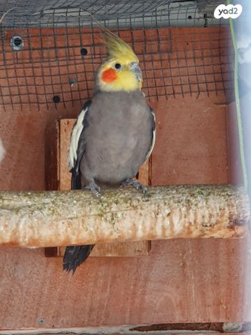 תמונת מודעה - חיות מחמד