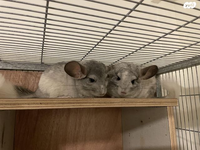 תמונת מודעה - חיות מחמד