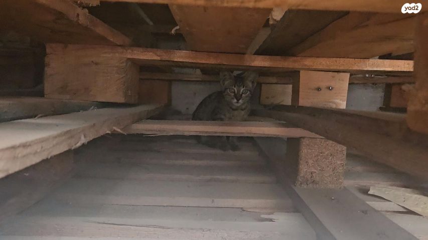 תמונת מודעה - חיות מחמד