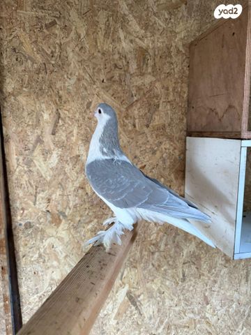 תמונת מודעה - חיות מחמד