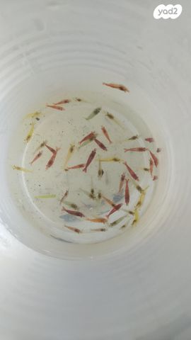 תמונת מודעה - חיות מחמד