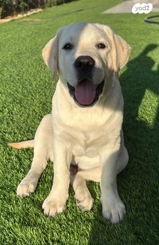 תמונת מודעה - חיות מחמד