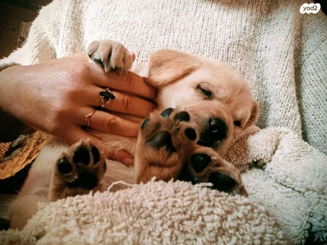 תמונת מודעה - חיות מחמד