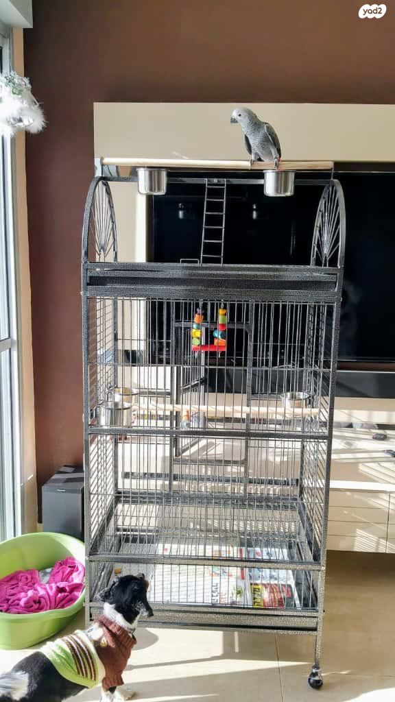 תמונת מודעה - חיות מחמד