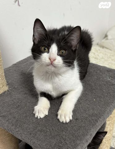 תמונת מודעה - חיות מחמד