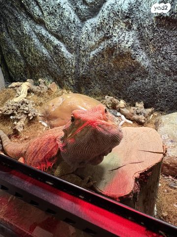 תמונת מודעה - חיות מחמד