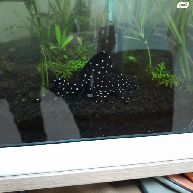 תמונת מודעה - חיות מחמד