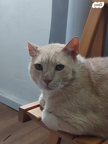 תמונת מודעה - חיות מחמד