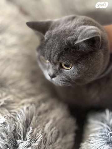 תמונת מודעה - חיות מחמד