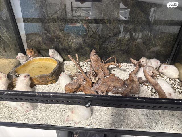 תמונת מודעה - חיות מחמד