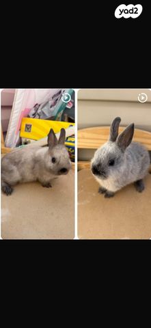 תמונת מודעה - חיות מחמד