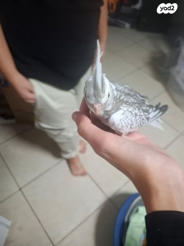 תמונת מודעה - חיות מחמד