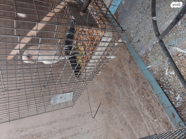 תמונת מודעה - חיות מחמד