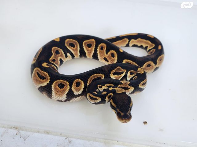 זוחל פיתון מתכדר