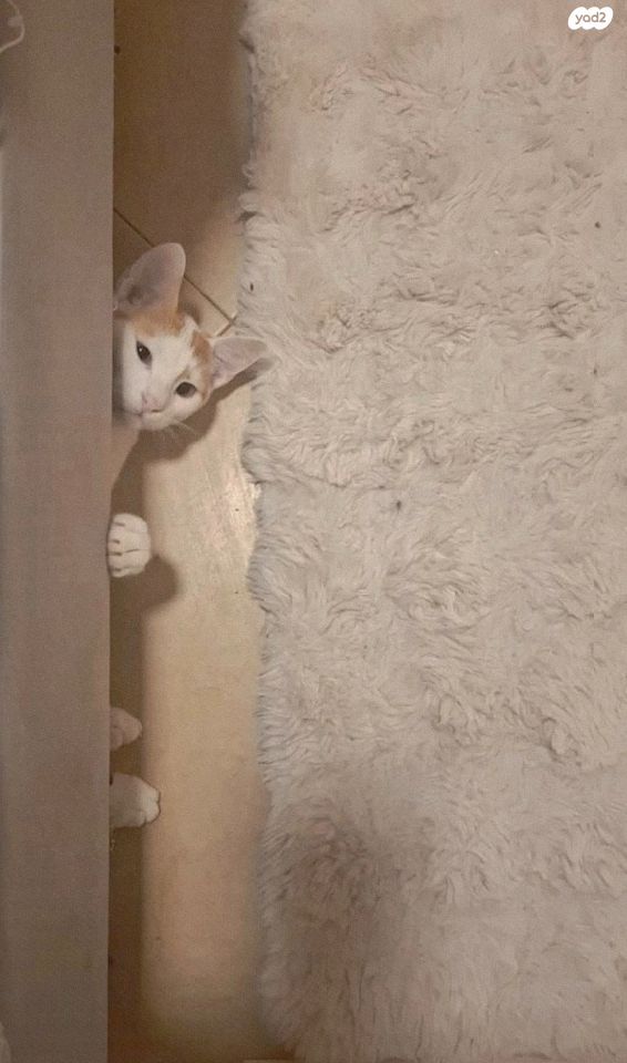 תמונת מודעה - חיות מחמד