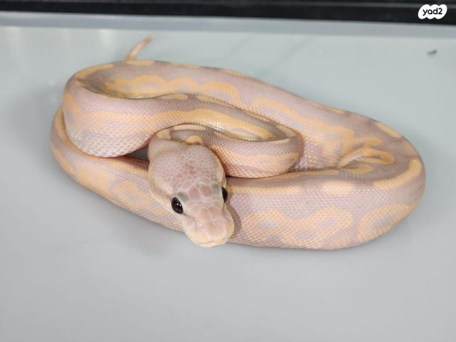זוחל פיתון מתכדר