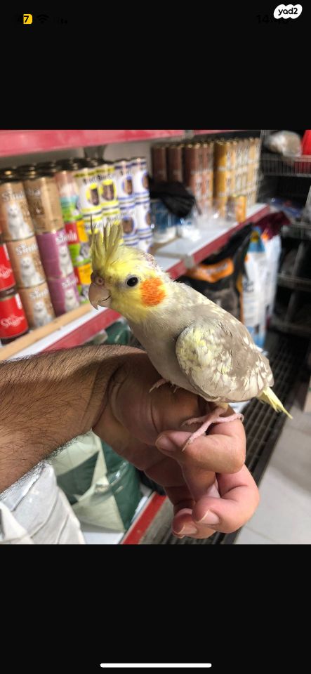 תוכי קוקוטייל