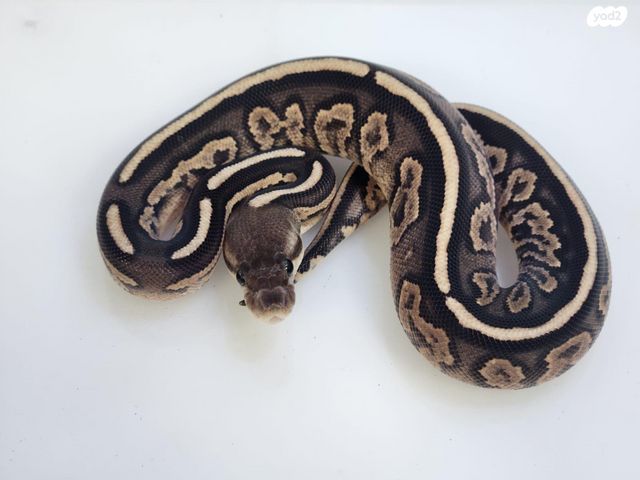 זוחל פיתון מתכדר