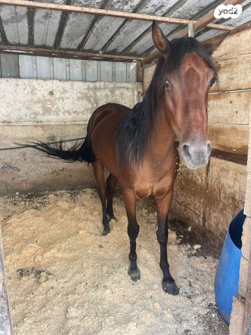 סוס טורבדריד