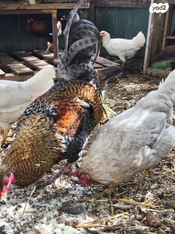 חיית משק בלאדי