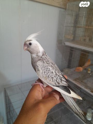 תוכי קוקוטייל