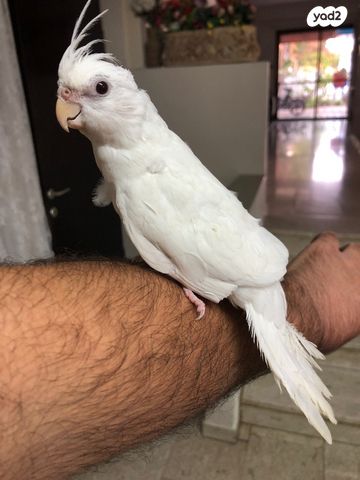 תוכי קוקוטייל