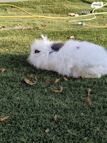 חיית משק בלאדי