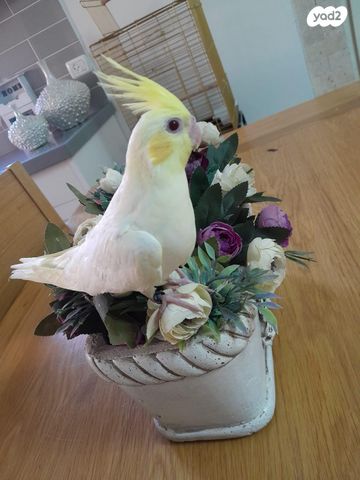 תוכי קוקוטייל