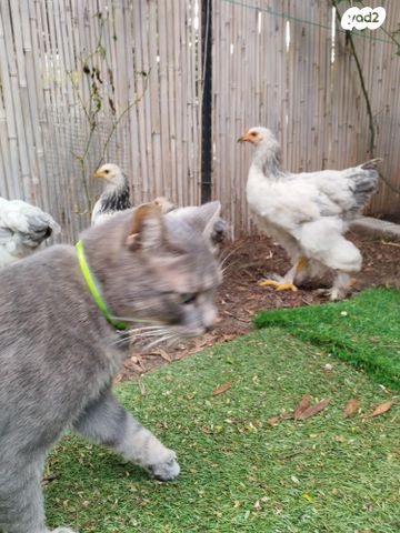 חיית משק ברהמה