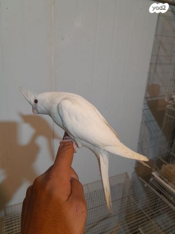 תוכי קוקוטייל