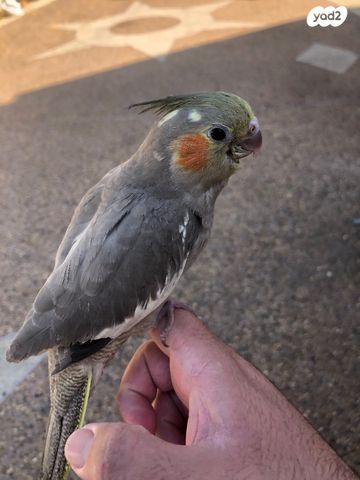 תוכי קוקוטייל