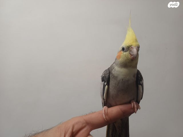 תוכי קוקוטייל