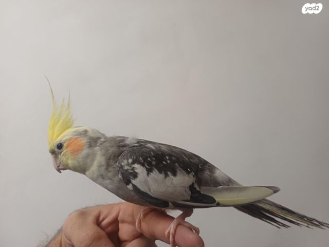 תוכי קוקוטייל