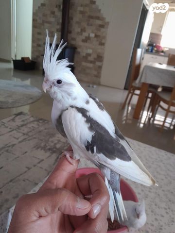 תוכי קוקוטייל