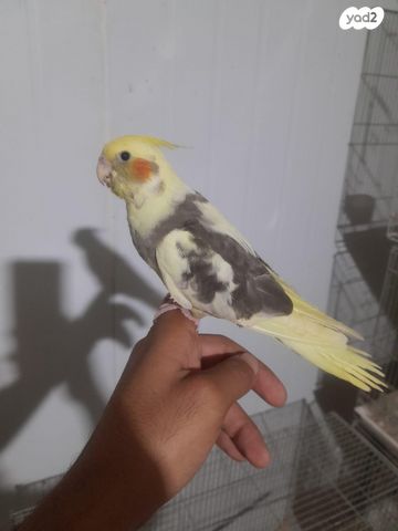 תוכי קוקוטייל