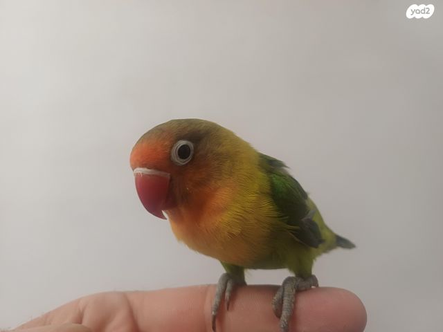 תוכי קוקוטייל