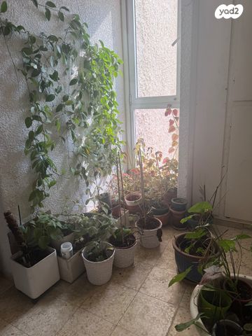 דירה, הרב הרצוג, בבלי, תל אביב יפו